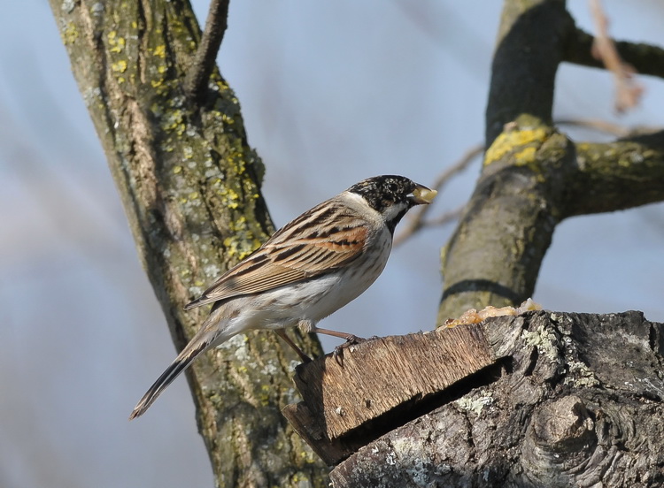 Migliarino di palude - Reed Bunting - Emberiza schoeniclus